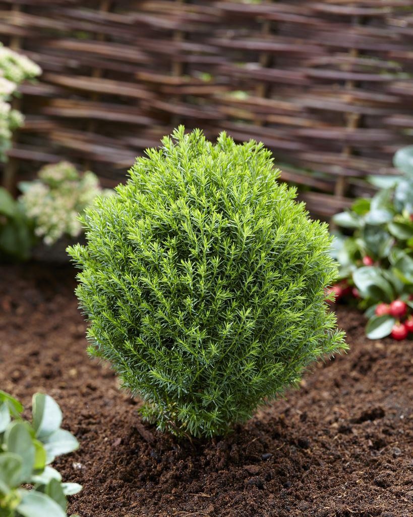 Thuja occidentalis 'Teddy'